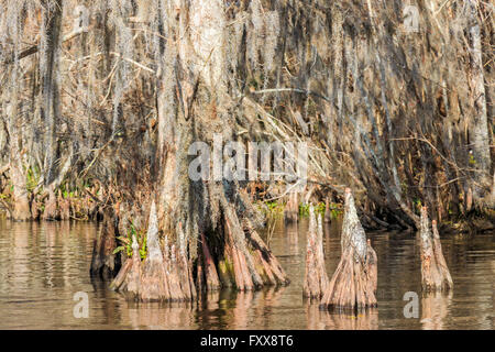 Cypress knees form above the roots of a cypress tree of the subfamily Taxodioideae. They are generally seen on trees in swamps Stock Photo