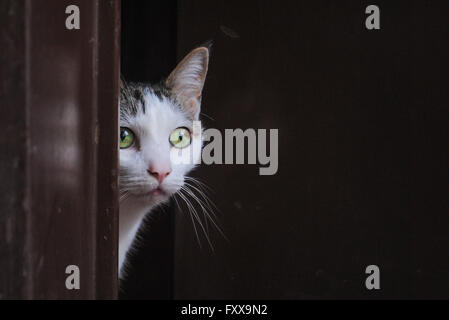 Shy cat Stock Photo