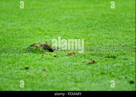 Detail shot with pieces of damaged turf on a soccer field Stock Photo