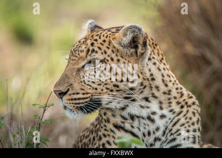 Side profile of a Leopard in the Kruger National Park, South Africa. Stock Photo