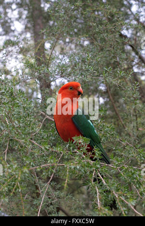 Single Australian king parrot Alisterus scapularis, surrounded by native Australian bush. Stock Photo