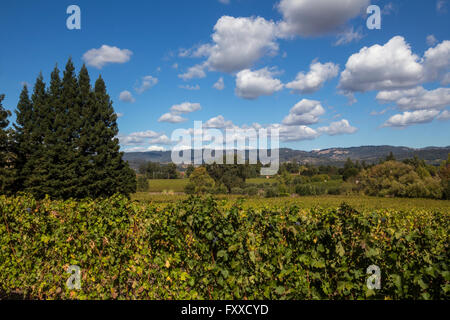 grapevines, grape vineyard, grape vineyards, vineyard, vineyards, Dana Estates, Napa Valley, Napa County, California, United States, North America Stock Photo