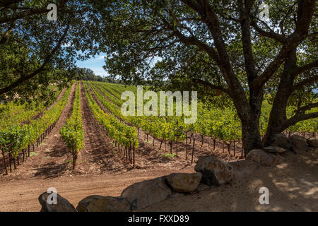 grape vineyard, grape vineyards, vineyards, view from outdoor tasting  terrace, Joseph Phelps Vineyards, Saint Helena, Napa Valley, California  Stock Photo - Alamy