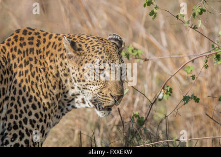 Side profile of a Leopard in the Kruger National Park, South Africa. Stock Photo