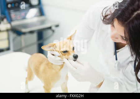 Veterinarian examining dogs teeth Stock Photo