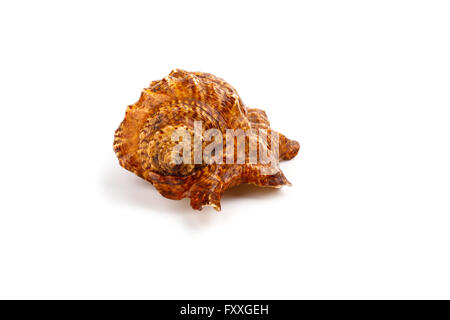 Big Sea shell isolated on white background . Stock Photo