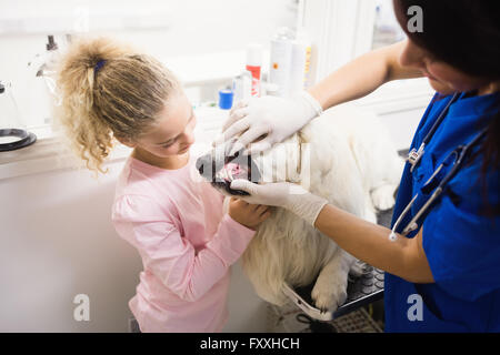 Veterinarian examining labrador retrievers teeth Stock Photo