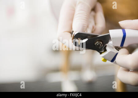 Dog getting claws trimmed by veterinarian Stock Photo