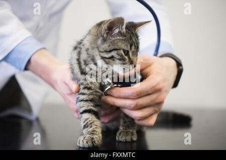 Veterinarian checking kitten with stethoscope Stock Photo