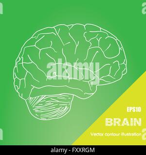 Vector Illustration of Human Brain Outline From Top View Stock Vector ...