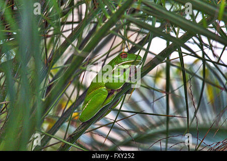 A side-on shot of a Giant Tree Frog resting on a palm. Stock Photo