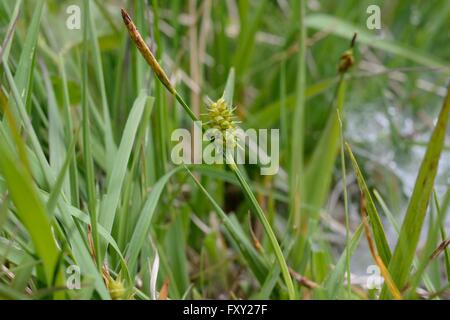 Common Yellow Sedge (Carex viridula subsp. oedocarpa) in damp culm grassland, Devon. UK, June. Stock Photo