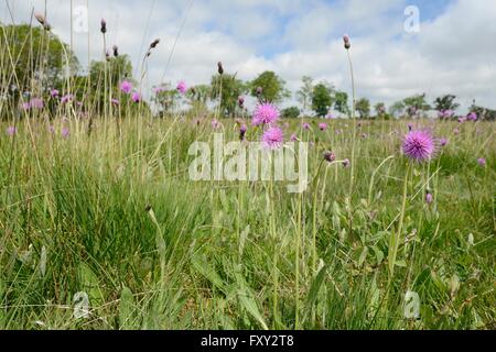 Meadow thistles (Cirsium dissectum) flowering in a damp culm grassland meadow, Devon, UK, June. Stock Photo