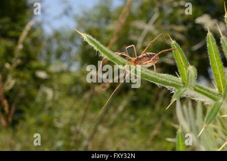 Female Harvestman (Mitopus morio) sunning on Woolly thistle (Cirsium eriophorum) leaves in a chalk grassland meadow, Wiltshire, Stock Photo