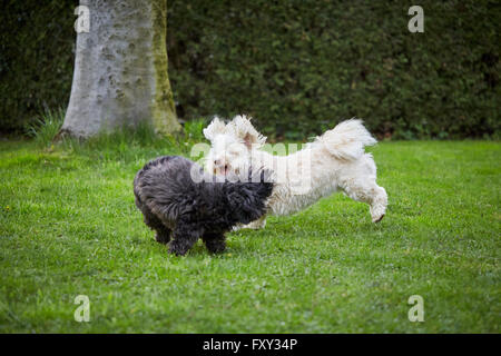 White and black havanese dog playing and running over the green grass in the garden. Stock Photo