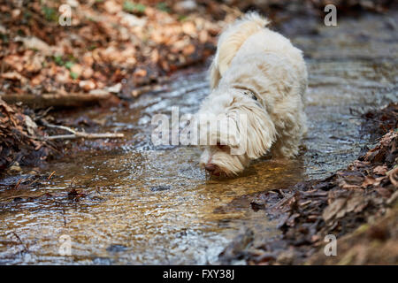 White havanese dog drinking water from a stream in a forest Stock Photo