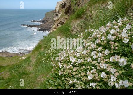 Sea campion (Silene maritima) clump flowering on slumping cliff, Widemouth Bay, Cornwall, UK, May. Stock Photo