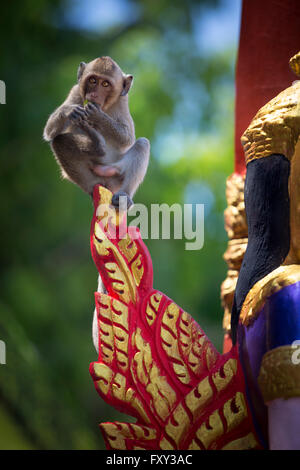 A 'crab eating macaque' (Macaca fascicularis) monkey balanced on top of a statue (Kompong Speu province - Cambodia - Asia). Stock Photo