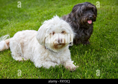 White and black havanese dog lying in the green grass of the meadows Stock Photo