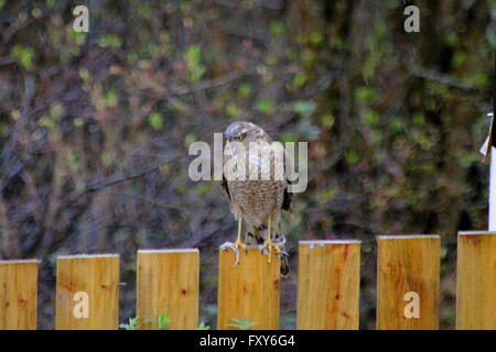 Sparrow Hawk sitting on fence after feeding. Stock Photo