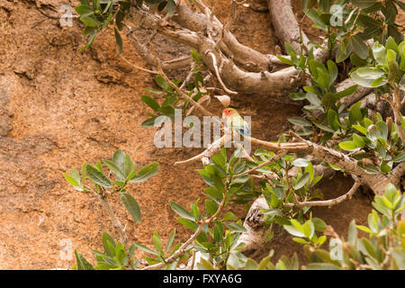 Rosy-faced lovebird (Agapornis roseicollis) perched high in tree in rocky area Stock Photo