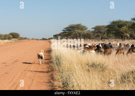 A Kangal livestock guarding dog roams in between a herd of Damara fat-tailed sheep, Namibia, June Stock Photo
