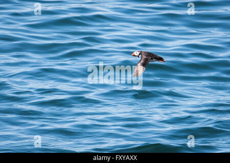 Atlantic Puffin (Fratercula arctica) flying low above water, Maine, USA Stock Photo