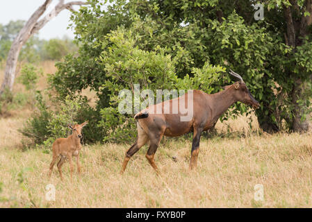 Tsessebe (Damaliscus lunatus) mom and calf, Chobe National Park, Botswana Stock Photo