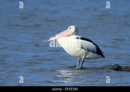 An Australian Pelican - Pelecanus conspicillatus - standing on a rock surrounded by blue water Stock Photo