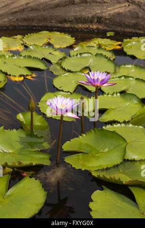 Sri Lanka, Kandy, Pilimathalawa, Gadladeniya Temple, lotus flowers in pond Stock Photo