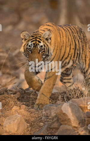 Sub-adult Bengal or Indian tiger (Panthera tigris tigris) approaching on rocky ground, in the evening light Stock Photo