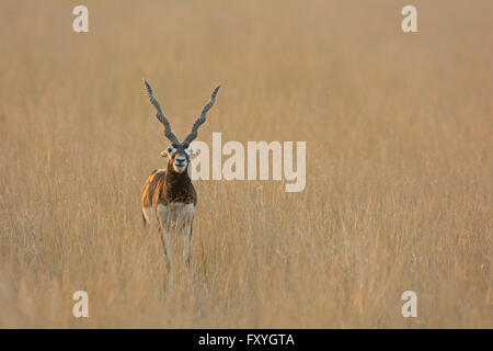Blackbuck (Antilope cervicapra), male, in the Tal Chhapar grasslands of Rajasthan, India Stock Photo