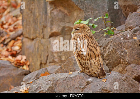 Portrait of a Brown Fish Owl (Ketupa zeylonensis) perched on a rock in Ranthambore, Rajasthan, India Stock Photo