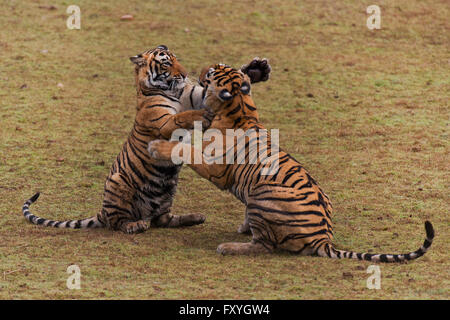 Two Bengal Tigers (Panthera tigris tigris), subadult cubs play-fighting in a dry lake bed, Ranthambhore National Park, Rajasthan Stock Photo