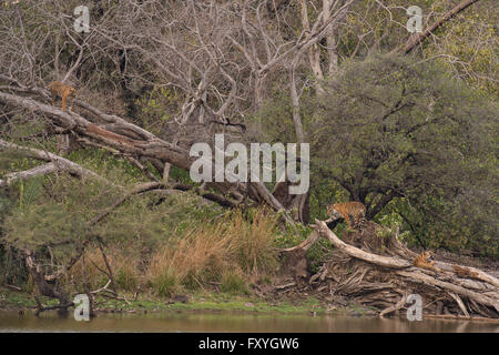 Young wild Bengal Tiger cubs (Panthera tigris tigris) climbing trees at the edge of a lake in the forest Stock Photo