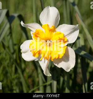 Yellow-white Daffodil (Narcissus), North Rhine-Westphalia, Germany Stock Photo