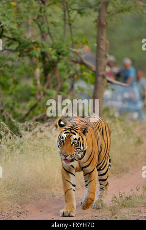 Tourist vehicles following an Indian or Bengal Tiger (Panthera tigris tigris), Ranthambore National Park, Rajasthan, India Stock Photo