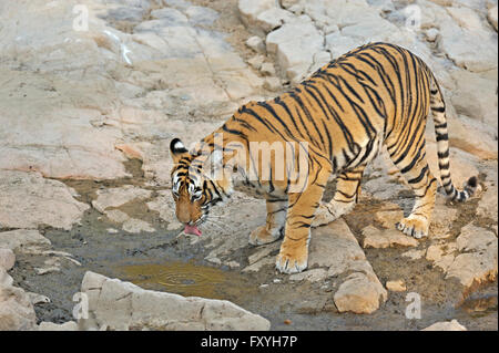 Indian or Bengal Tiger (Panthera tigris tigris) near a rocky water hole, Ranthambore National Park, Rajasthan, India Stock Photo