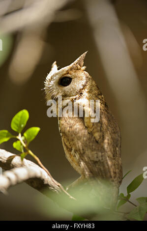 Collared Scops Owl (Otus lettia), Ranthambore National Park, Rajasthan, India Stock Photo