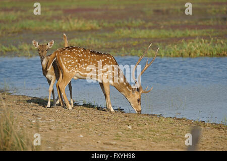 Spotted or Axis deer (Axis axis) drinking water from a lake, Ranthambore National Park, Rajasthan, India Stock Photo