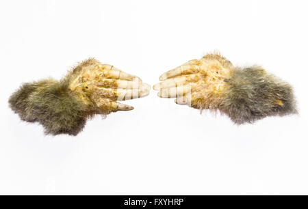 Mole Hands on white background Stock Photo