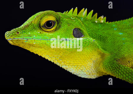 Green crested lizard (Bronchocela cristatella) Stock Photo