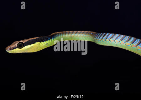 Painted bronzeback (Dendrelaphis pictus) Stock Photo