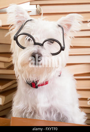 A small white dog wearing glasses in front of a stack of books. Stock Photo