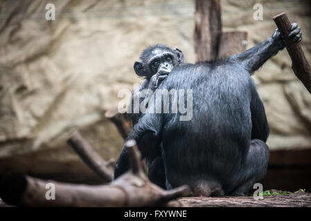 Gorilla at Ape House of Warsaw Zoological Garden in Warsaw, Poland Stock Photo