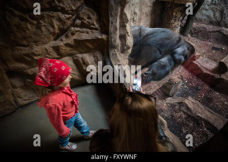 Gorilla at Ape House of Warsaw Zoological Garden in Warsaw, Poland Stock Photo