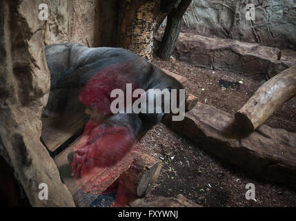 Gorilla at Ape House of Warsaw Zoological Garden in Warsaw, Poland Stock Photo