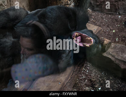 Gorilla at Ape House of Warsaw Zoological Garden in Warsaw, Poland Stock Photo