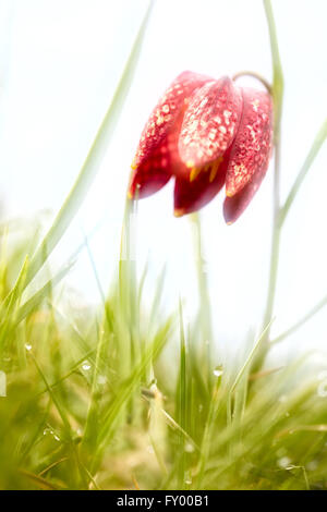 Spring time dreams. Drooping Tulip a meadow springflower, Fritillaria meleagris. High key image of a pink wild flower with copy  Stock Photo