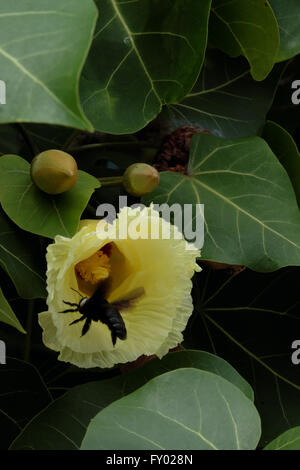 Beatle fly into beautiful Beach Maho flower Stock Photo